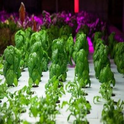 What's New and Beneficial About Spinach