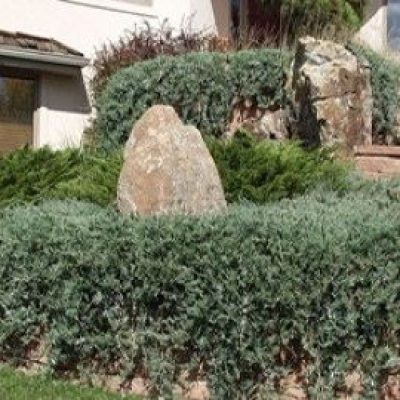 Wilton Carpet Juniper (Blue Rug Juniper)