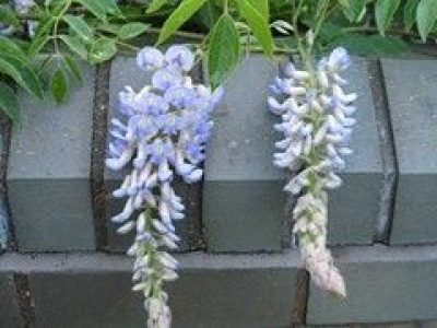 Wisteria Macrostachya 'Blue Moon'