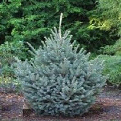 'Yukon Blue' White Spruce