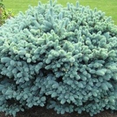 Zafiro Dwarf Colorado Spruce