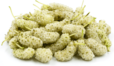 white mulberry